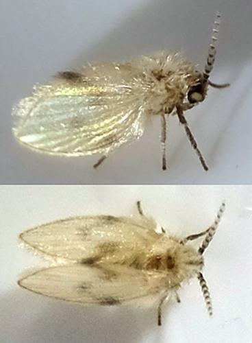 Psychoda surcoufi